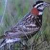 Chestnut-collared Longspur